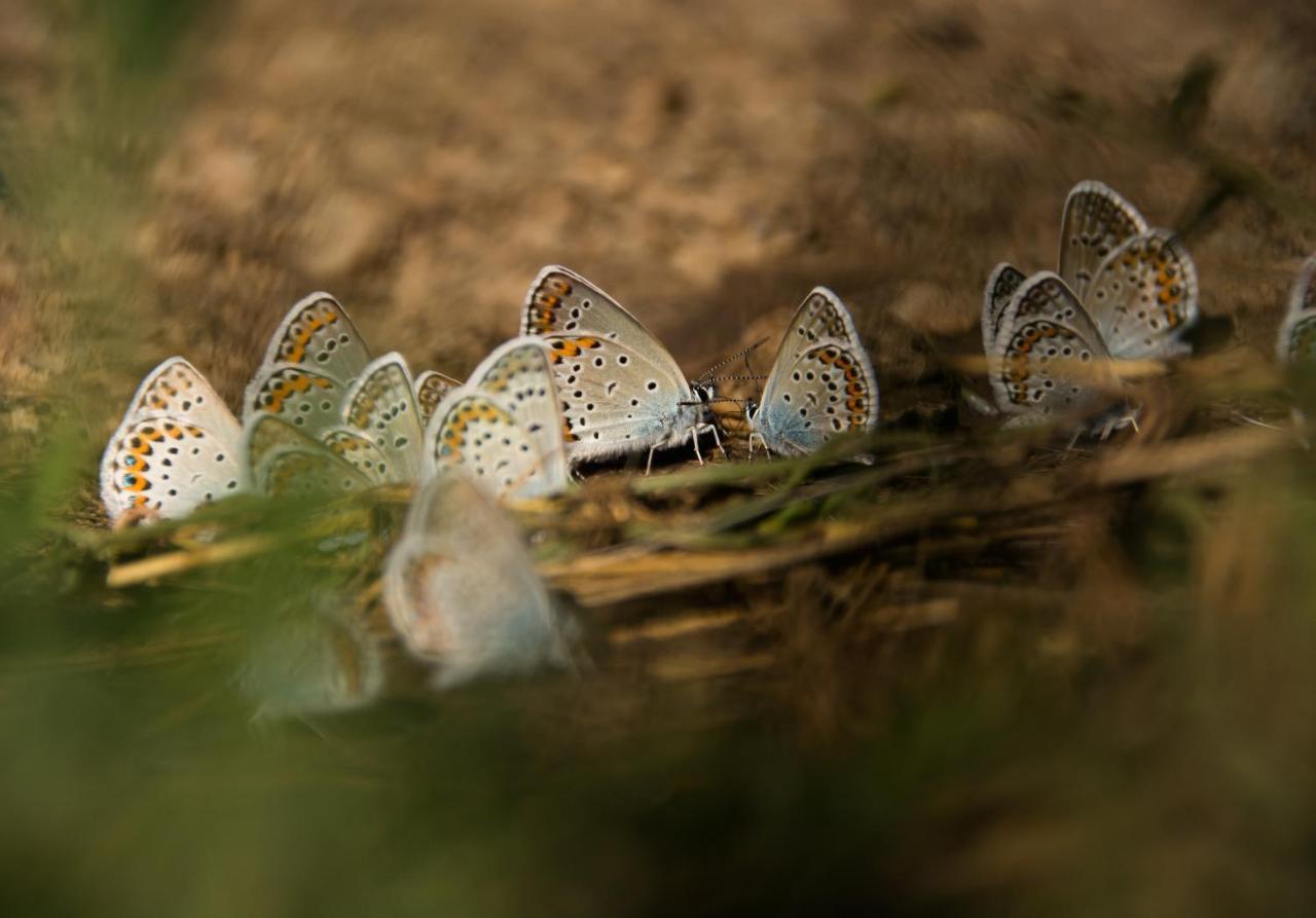 Cseri Kastelyszallo Tótvázsony Exteriér fotografie