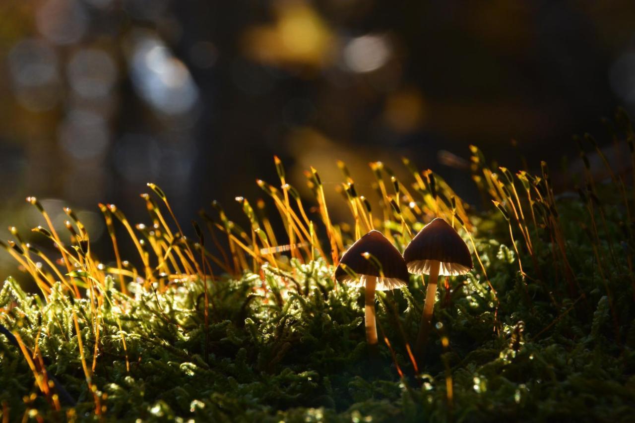 Cseri Kastelyszallo Tótvázsony Exteriér fotografie